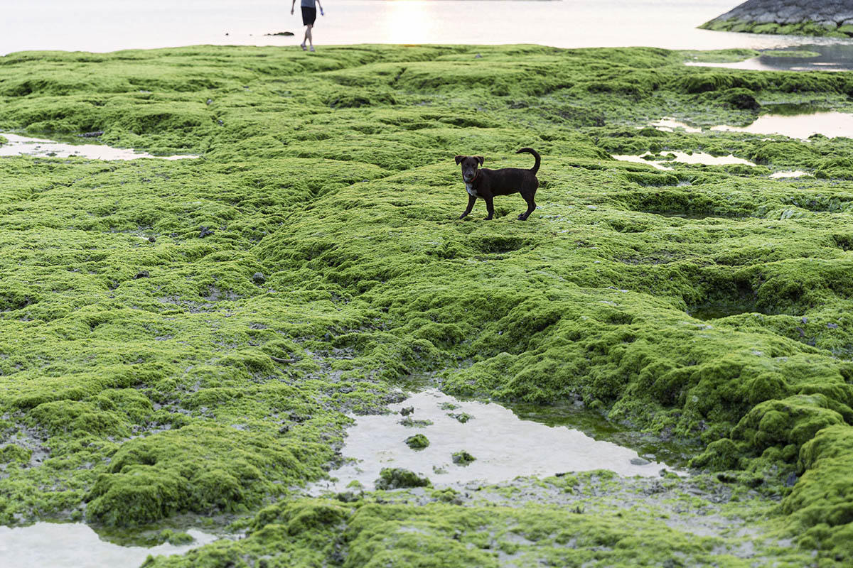 _36A2375_1 のコピー.jpg